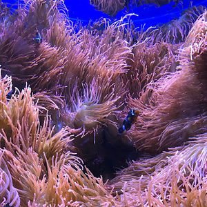 Meet your Posher, Hailey